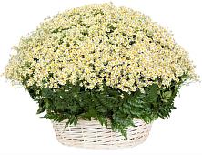Цветочная композиция из Ромашки в корзине #REPLACE_PRED# Новый Свет